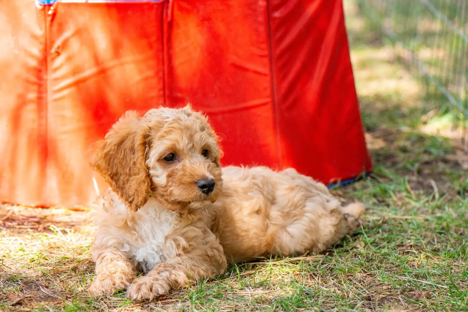 At købe en cockapoo-hvalp betyder at tage ansvar! Køb cockapoo-hvalpe.