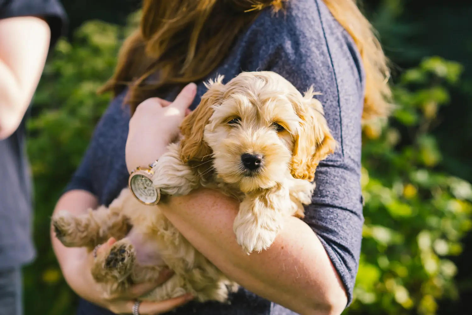 At købe en cockapoo-hvalp betyder at tage ansvar! Køb cockapoo-hvalpe.