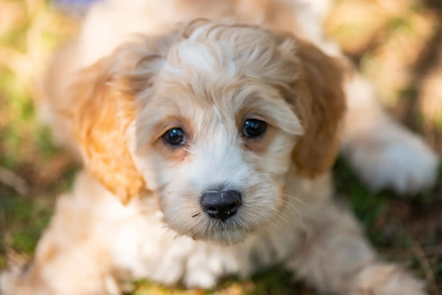 At købe en cockapoo-hvalp betyder at tage ansvar! Køb cockapoo-hvalpe.