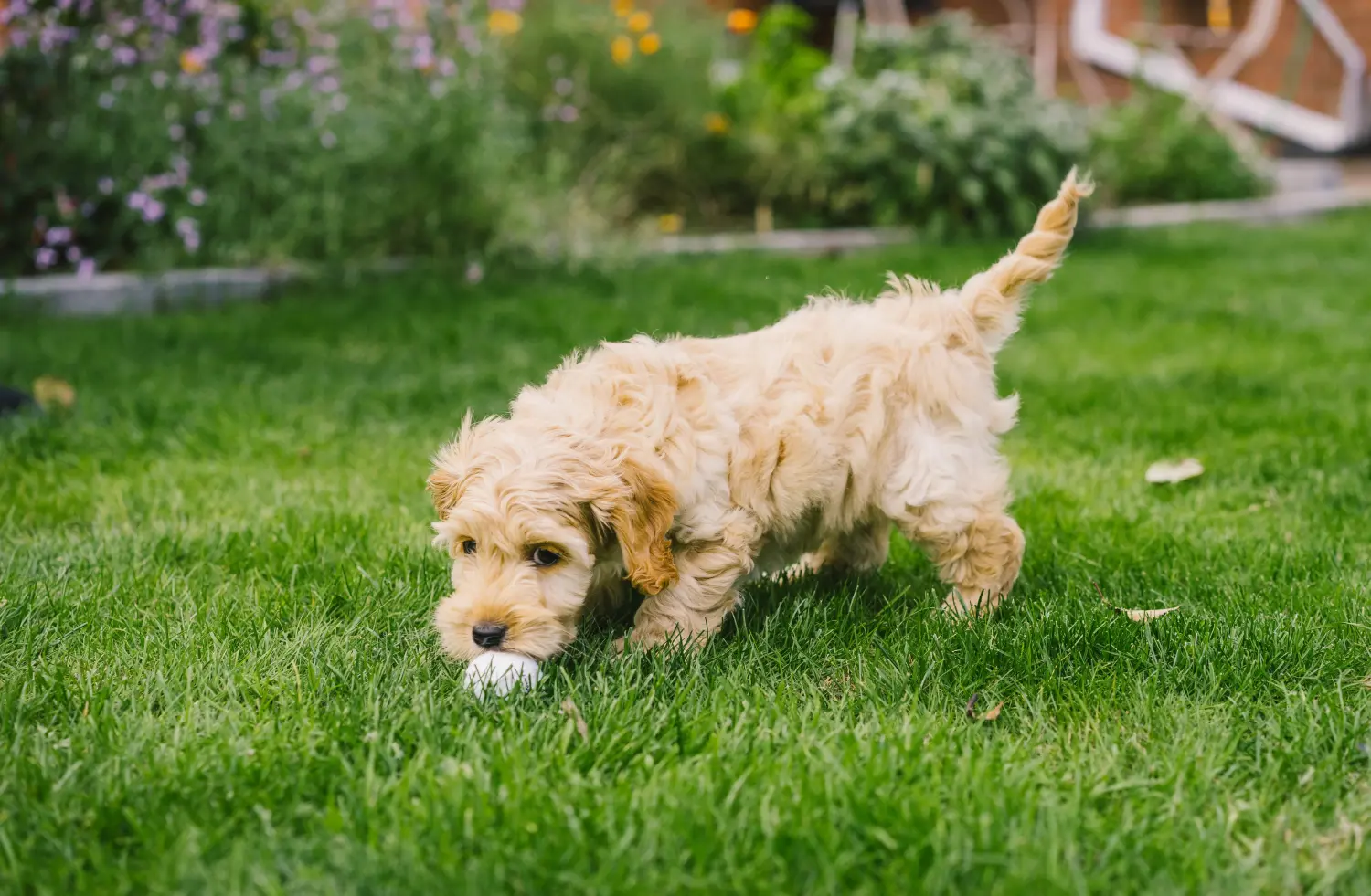 At købe en cockapoo-hvalp betyder at tage ansvar! Køb cockapoo-hvalpe.