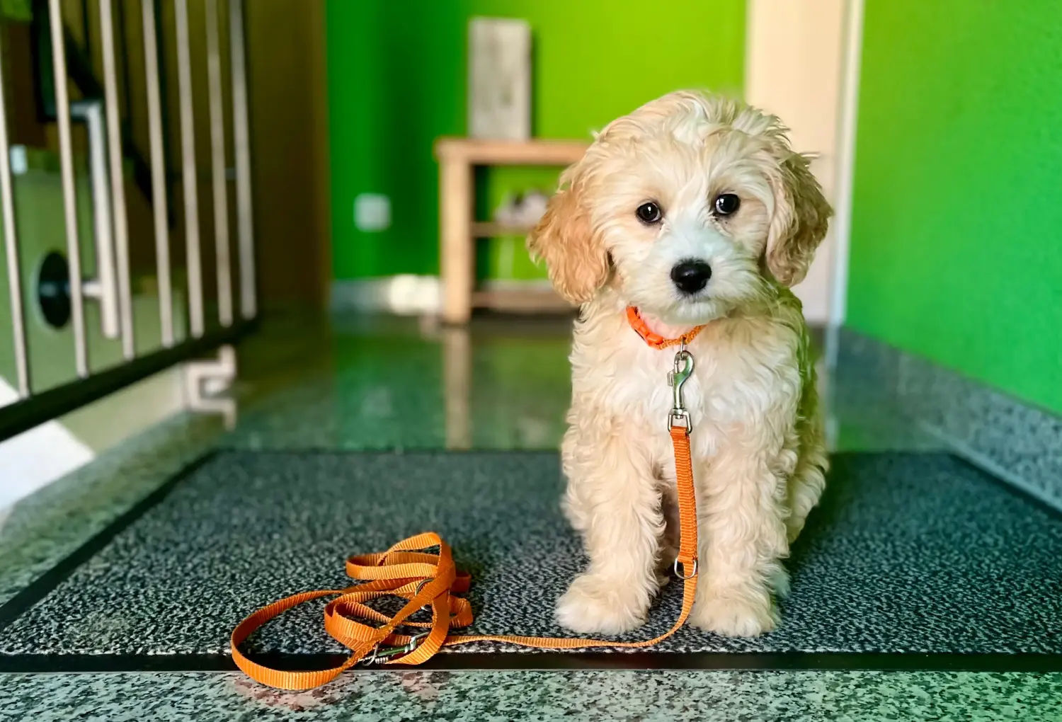 At købe en cockapoo-hvalp betyder at tage ansvar! Køb cockapoo-hvalpe.