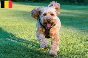 Read more about the article Cockapoo-opdrættere og hvalpe i Belgien