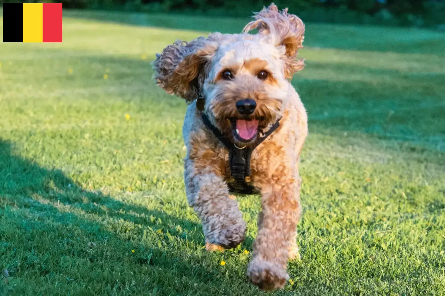 Cockapoo-hvalpe og opdrættere Belgien Her kan du finde cockapoo-opdrættere i Belgien.