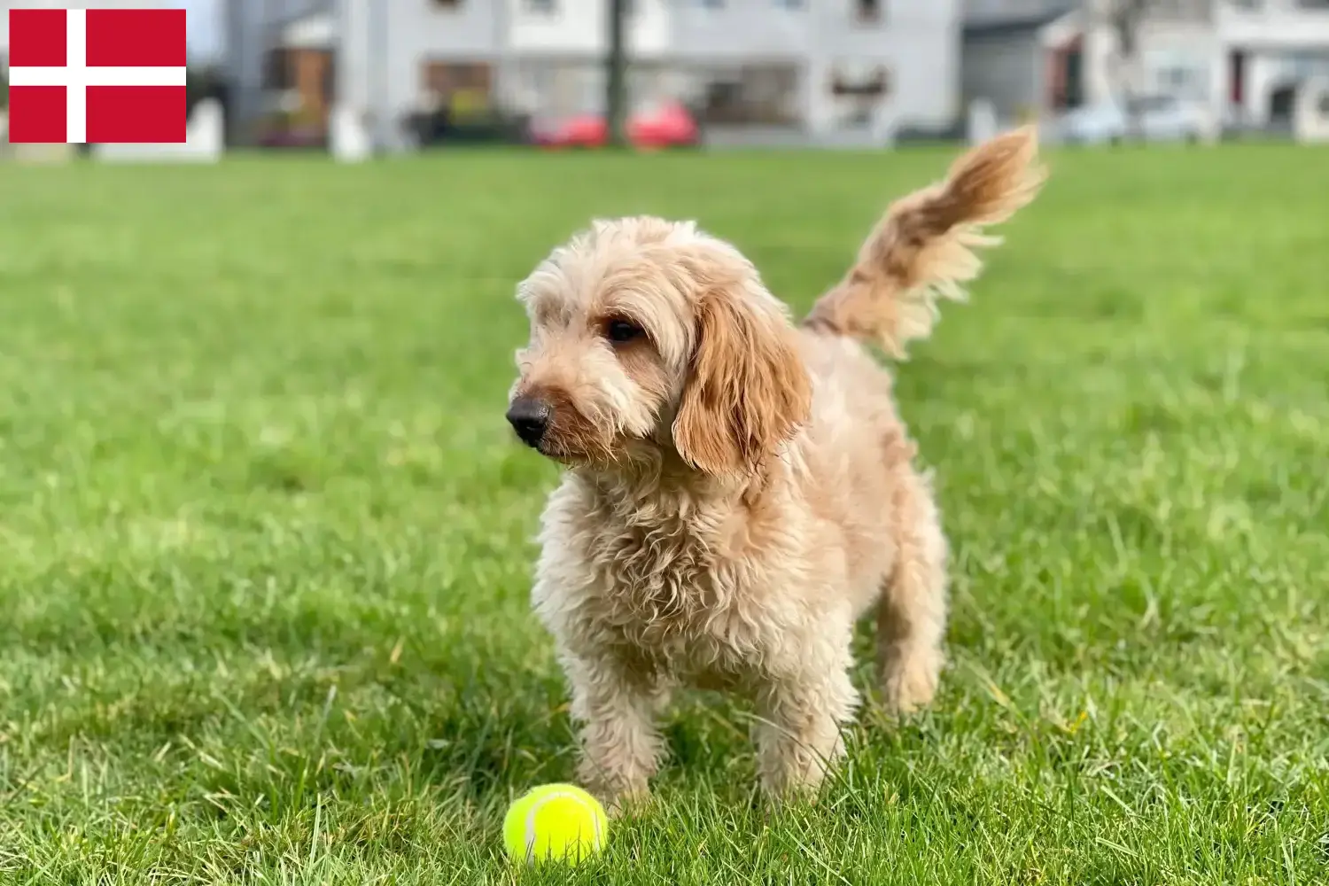 Cockapoo hvalpe og opdrættere Danmark Her kan du finde cockapoo-opdrættere i Danmark.