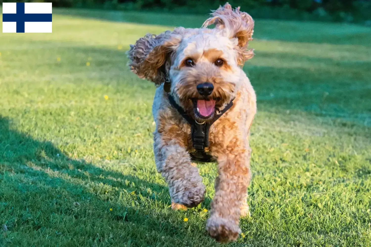 Cockapoo-hvalpe og opdrættere Finland Her kan du finde cockapoo-opdrættere i Finland.