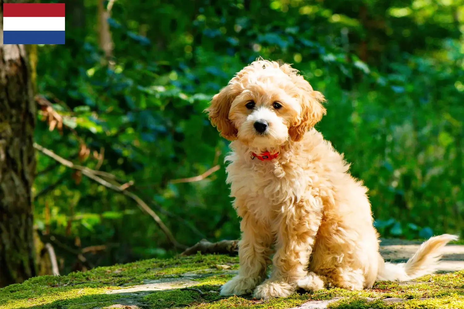 Cockapoo-hvalpe og opdrættere Holland Her kan du finde cockapoo-opdrættere i Holland.