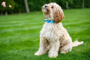 Read more about the article Cockapoo opdrættere og hvalpe i Hovedstaden