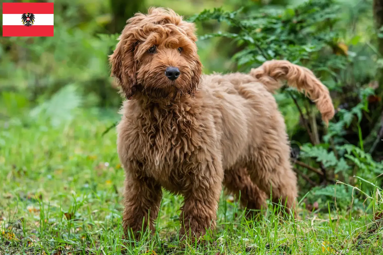 Cockapoo-hvalpe og opdrættere Østrig Her kan du finde cockapoo-opdrættere i Østrig.