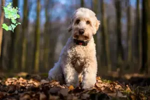 Read more about the article Cockapoo-opdrættere og -hvalpe på Sjælland