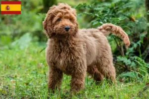 Read more about the article Cockapoo-opdrættere og hvalpe i Spanien