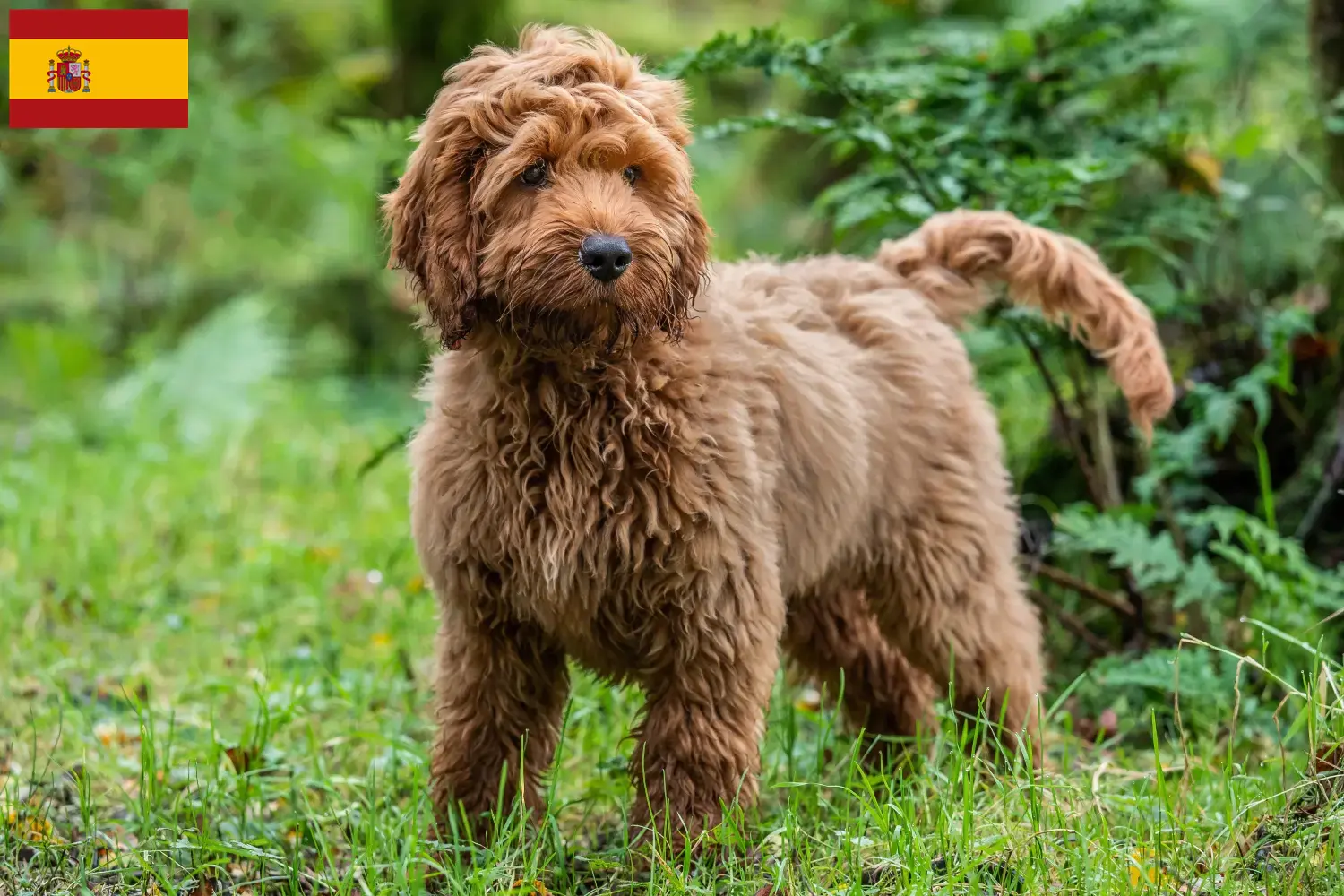 Cockapoo-hvalpe og opdrættere Spanien Her kan du finde cockapoo-opdrættere i Spanien.