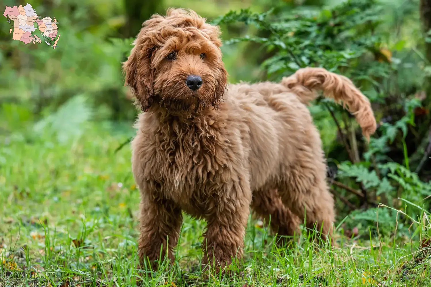 Cockapoo hvalpe og opdrættere Syddanmark Find cockapoo-opdrættere i Syddanmark her.
