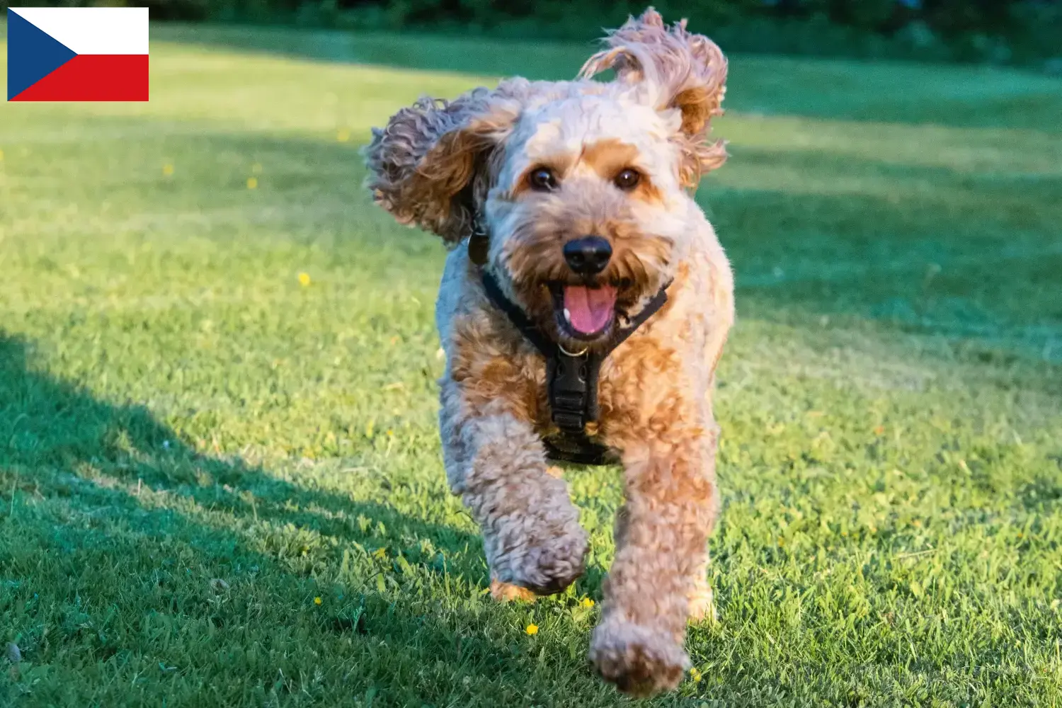 Cockapoo-hvalpe og opdrættere Tjekkiet Her kan du finde cockapoo-opdrættere i Tjekkiet.