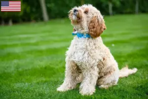 Read more about the article Cockapoo-opdrættere og hvalpe i USA