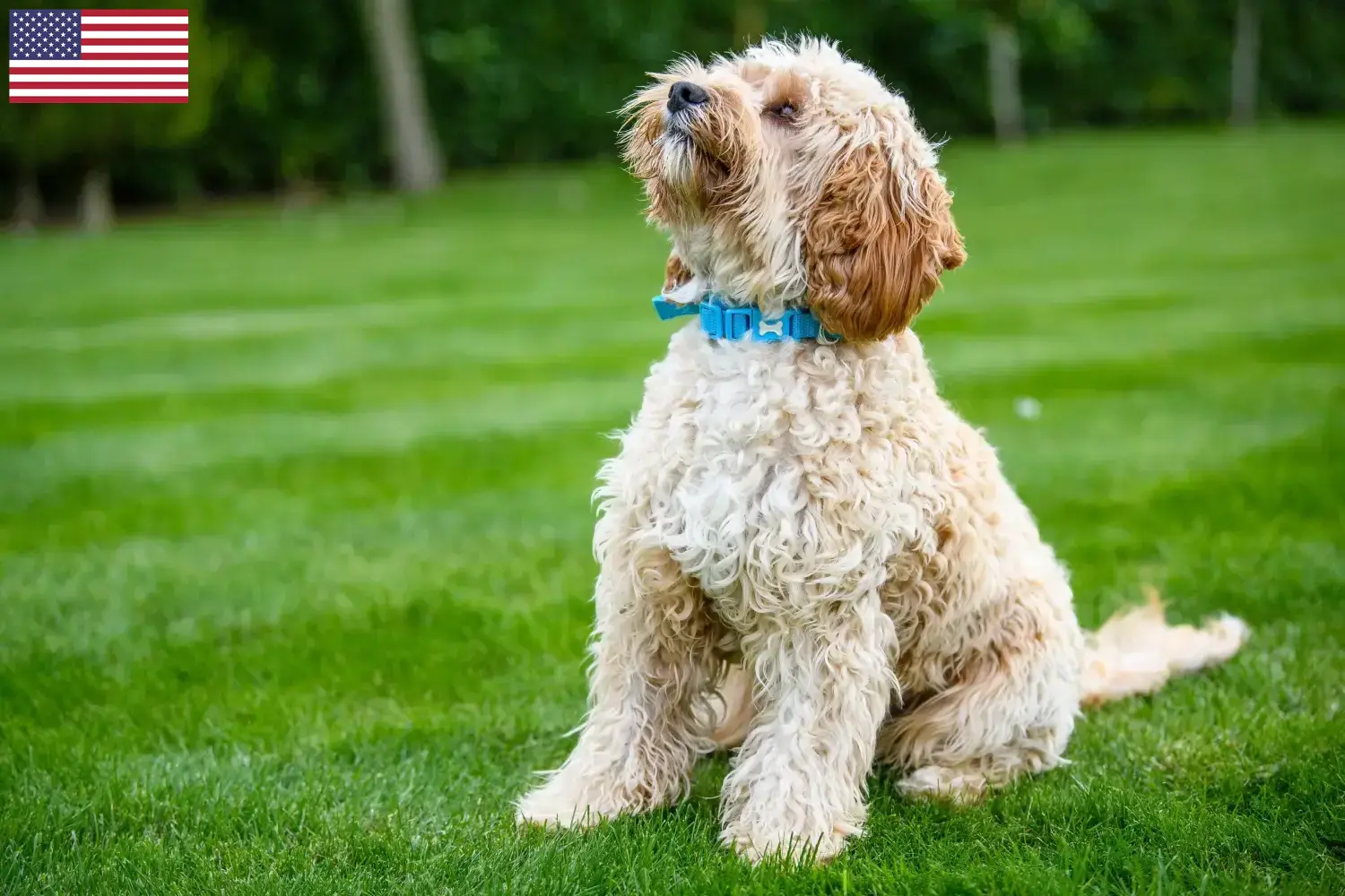 Cockapoo-hvalpe og opdrættere USA Her kan du finde cockapoo-opdrættere i USA.