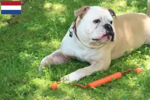 Read more about the article Continental Bulldog opdrættere og hvalpe i Holland