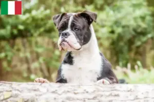 Read more about the article Continental Bulldog opdrættere og hvalpe i Italien