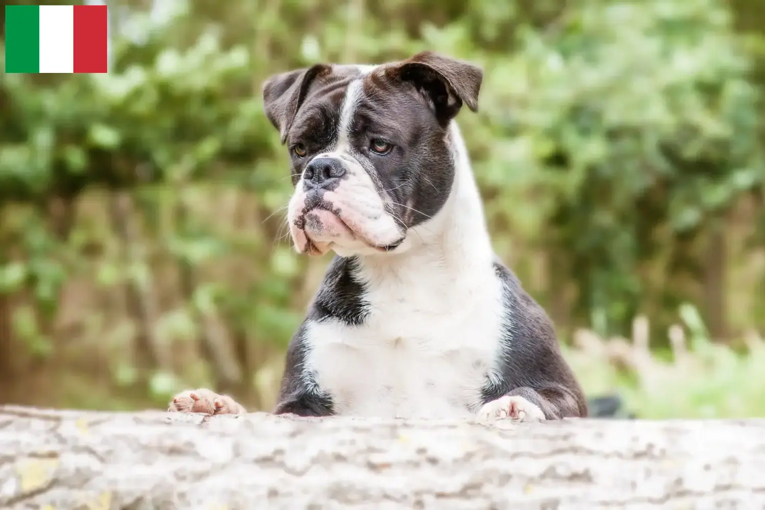 Continental Bulldog hvalpe og opdrættere Italien Her kan du finde opdrættere af Continental Bulldogs i Italien.