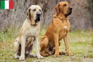 Read more about the article Fila Brasileiro opdrættere og hvalpe i Italien