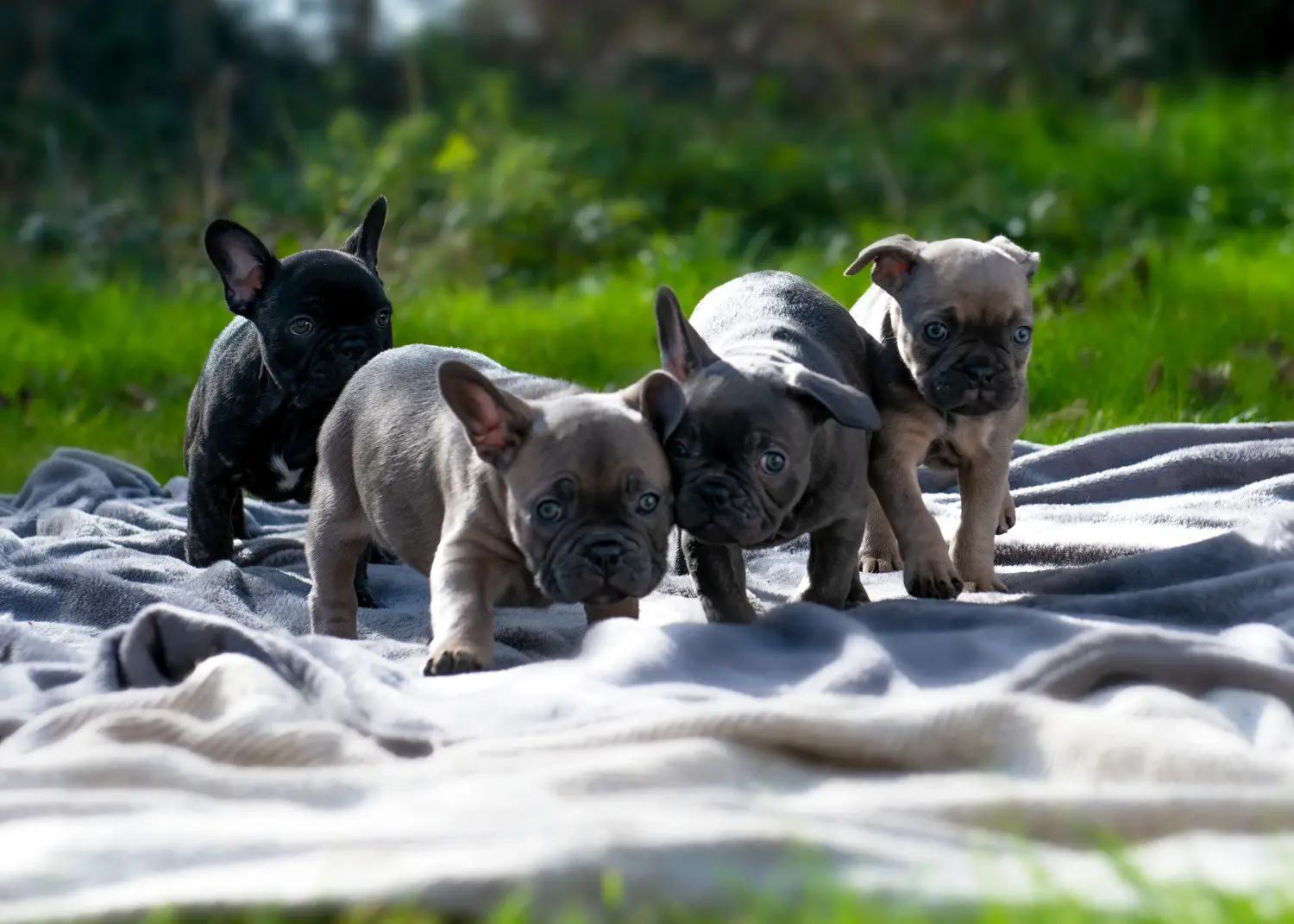 At købe en fransk bulldog-hvalp betyder at tage ansvar! Køb franske bulldog-hvalpe.