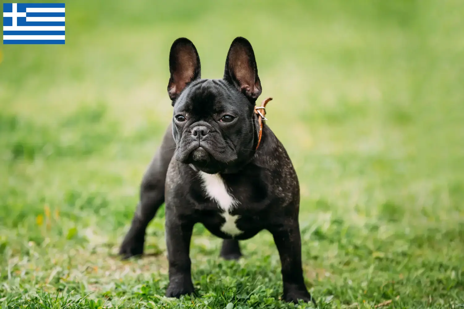 Fransk bulldog hvalpe og opdrættere Grækenland Find opdrættere af franske bulldogs i Grækenland her.