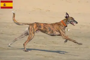 Read more about the article Galgo Espanol opdrættere og hvalpe i Spanien