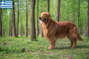 Read more about the article Golden Retriever-opdrættere og hvalpe i Grækenland