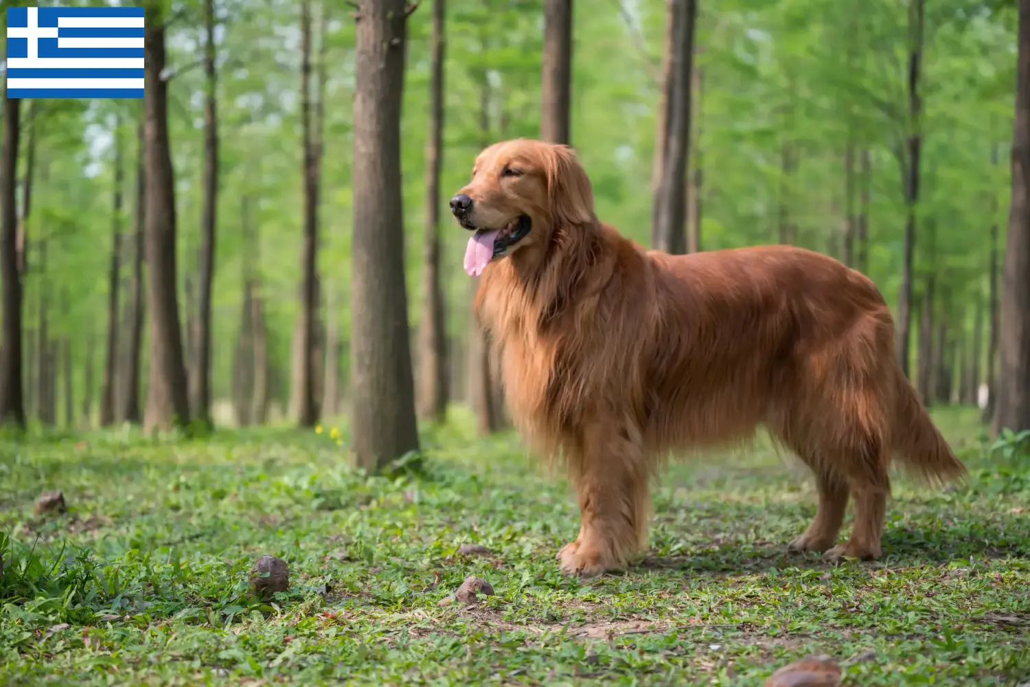 Read more about the article Golden Retriever-opdrættere og hvalpe i Grækenland