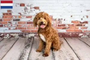 Read more about the article Goldendoodle-opdrættere og hvalpe i Holland