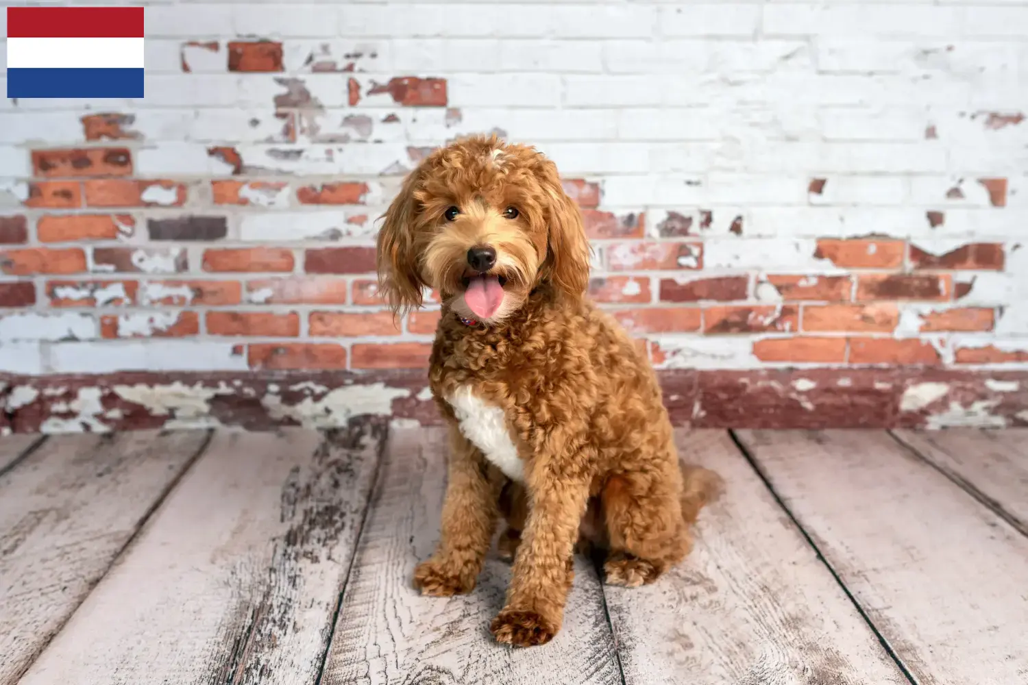 Read more about the article Goldendoodle-opdrættere og hvalpe i Holland