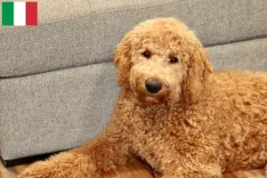 Read more about the article Goldendoodle-opdrættere og hvalpe i Italien