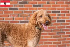 Read more about the article Goldendoodle-opdrættere og hvalpe i Østrig