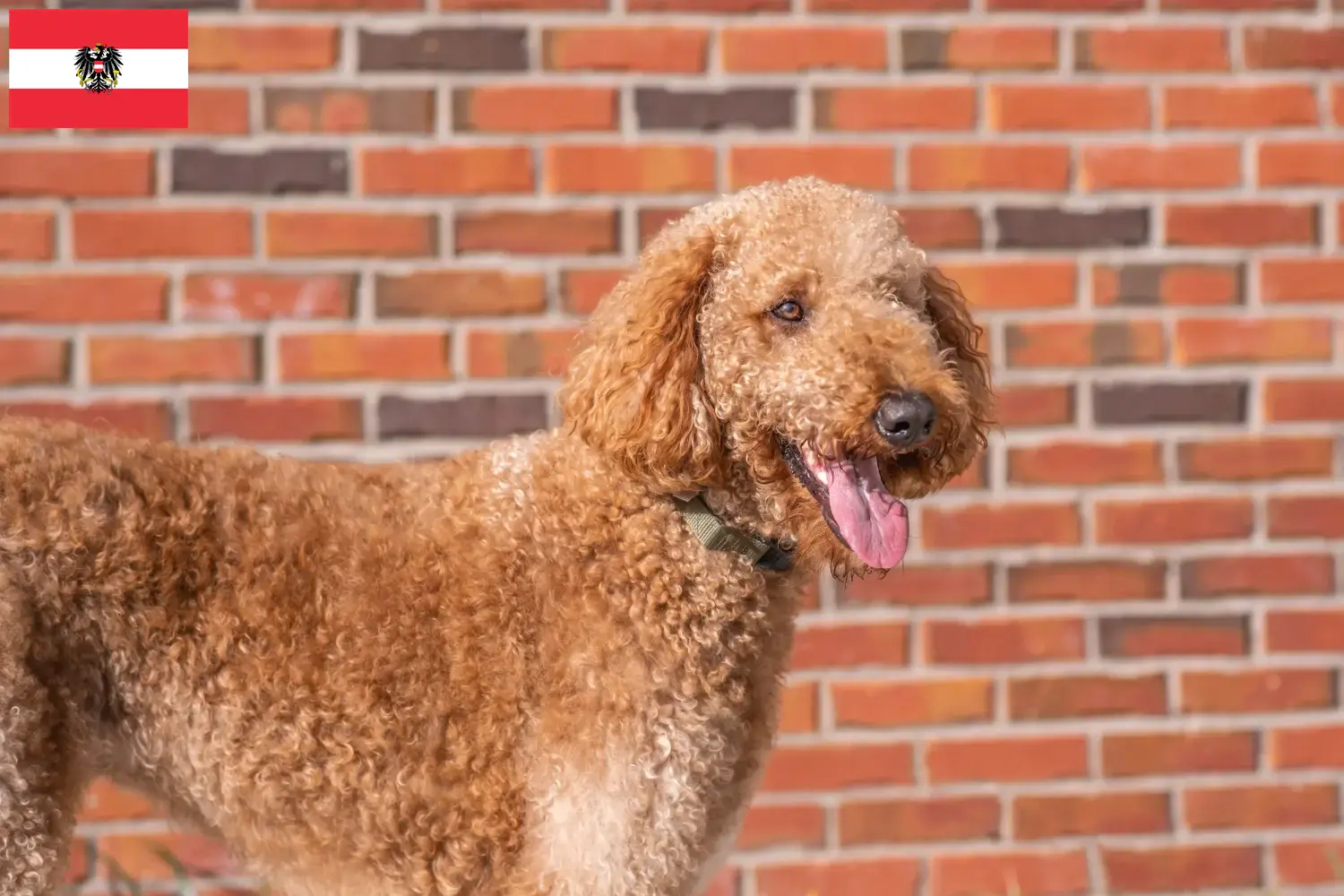 Read more about the article Goldendoodle-opdrættere og hvalpe i Østrig
