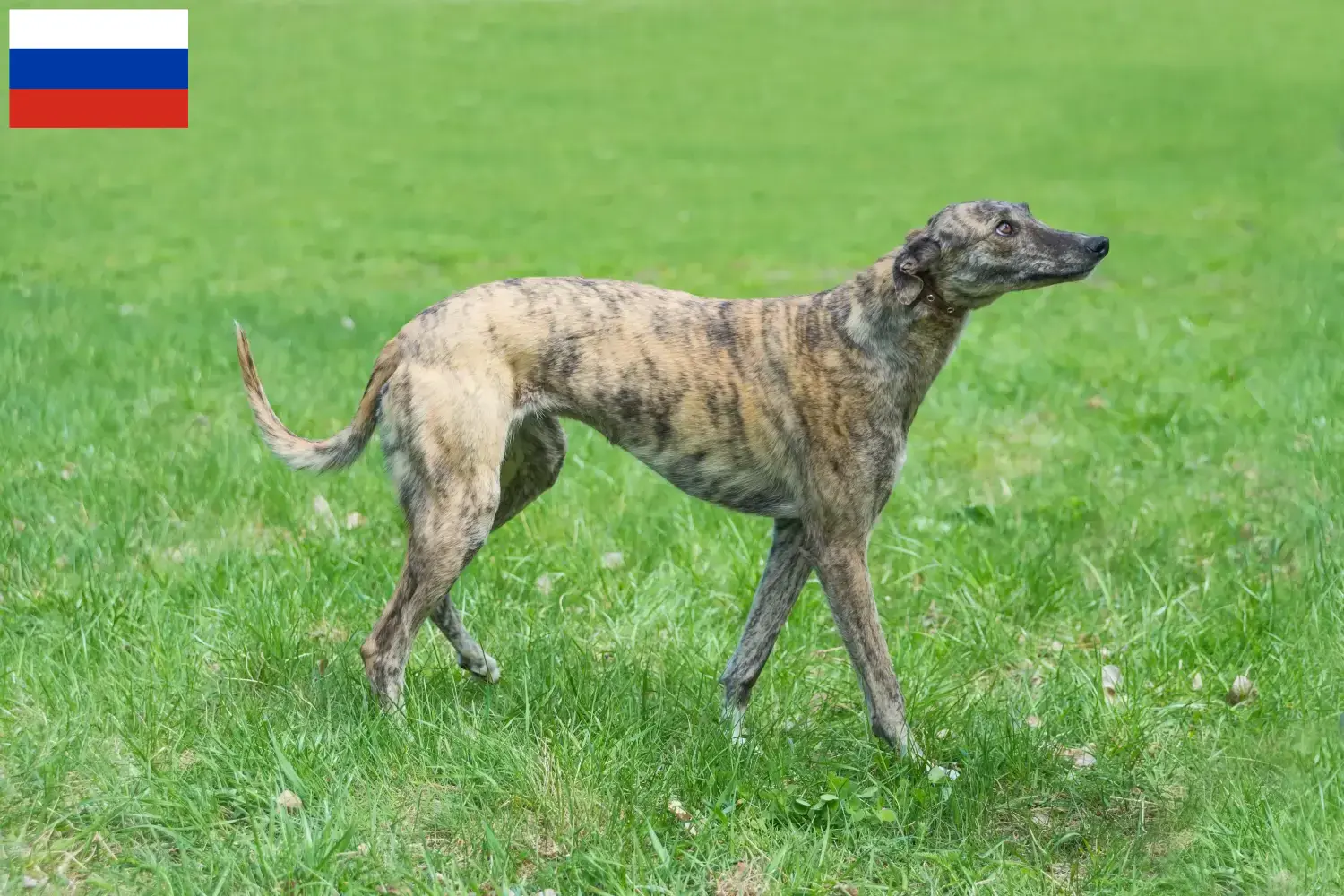 Greyhound-hvalpe og opdrættere Rusland Her kan du finde Greyhound-opdrættere i Rusland.
