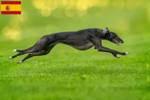 Read more about the article Greyhound-opdrættere og hvalpe i Spanien