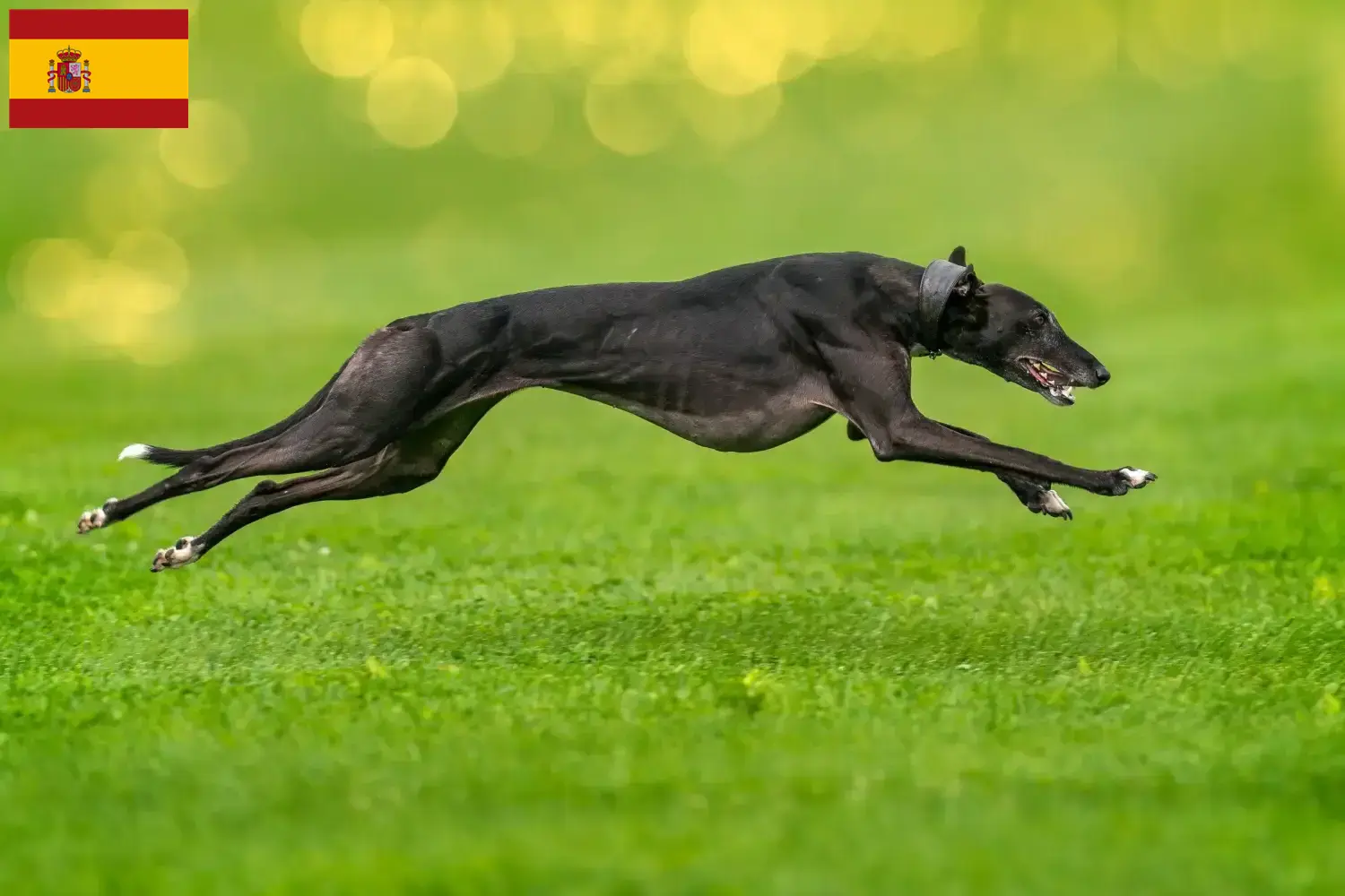 Greyhound-hvalpe og opdrættere Spanien Her kan du finde Greyhound-opdrættere i Spanien.