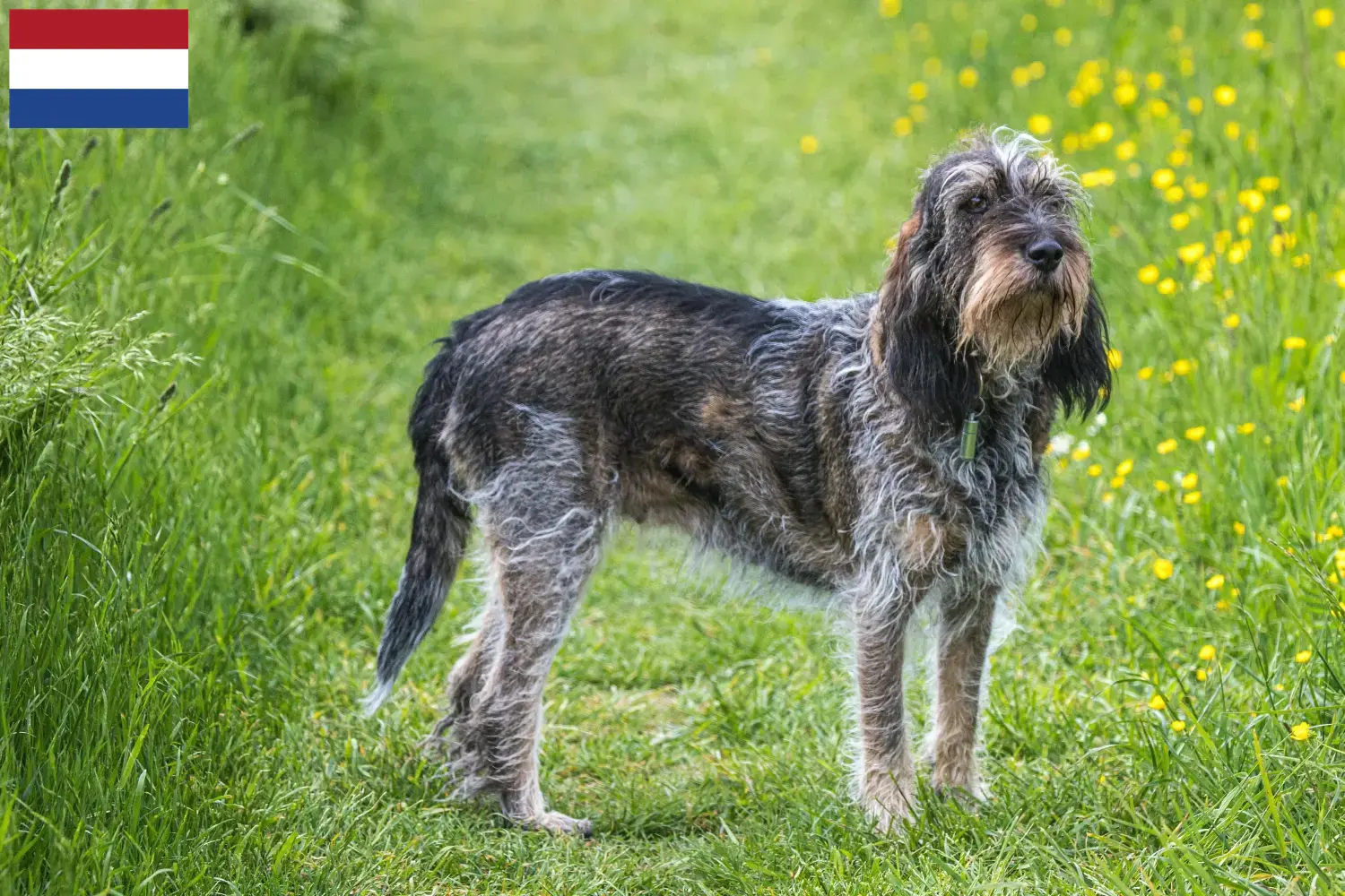 Read more about the article Griffon Bleu de Gascogne opdrættere og hvalpe i Holland