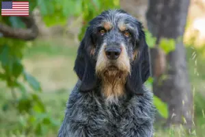 Read more about the article Griffon Bleu de Gascogne opdrættere og hvalpe i USA