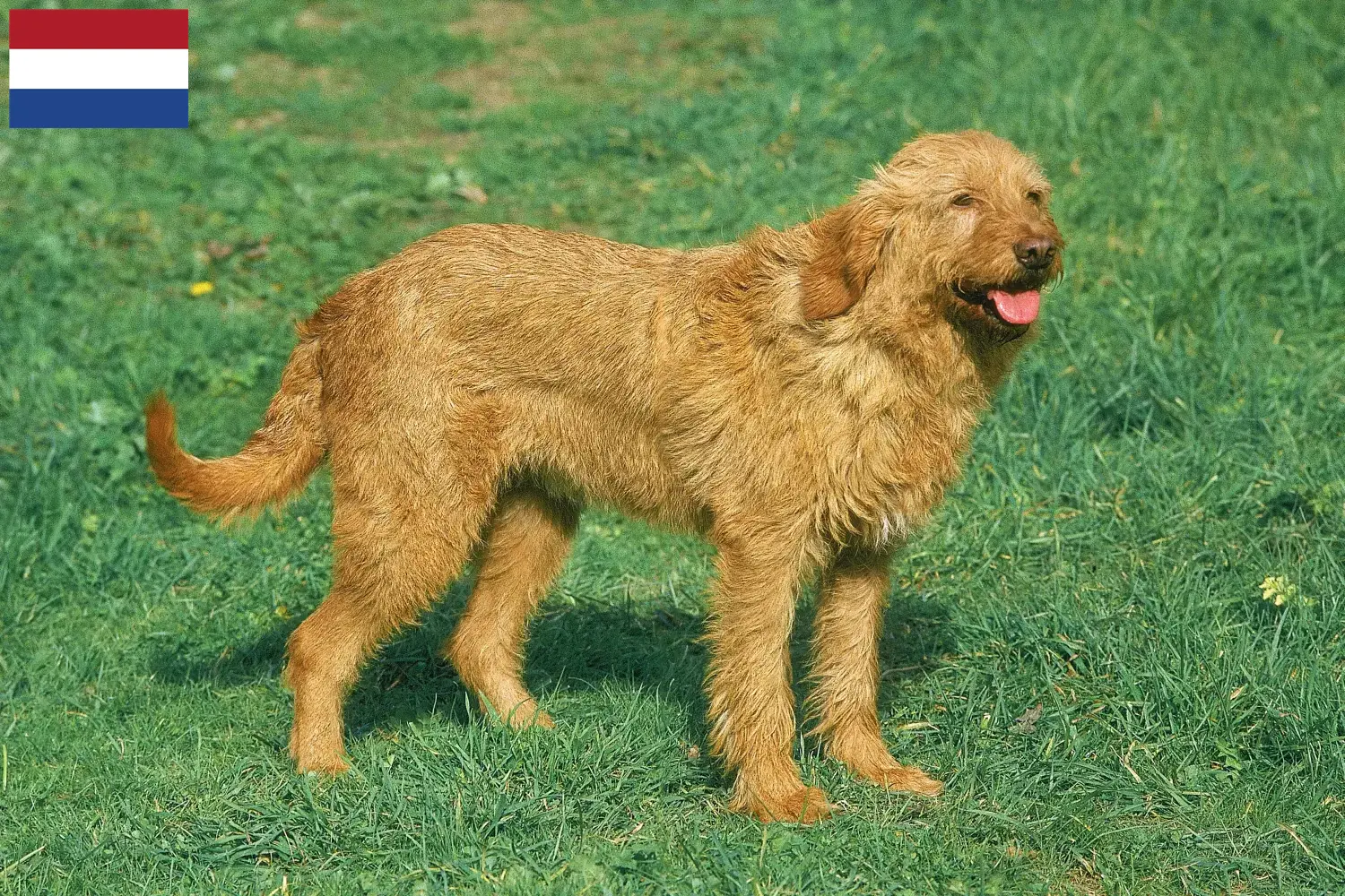 Griffon Fauve de Bretagne hvalpe og opdrættere Holland Find Griffon Fauve de Bretagnes-opdrættere i Holland her.