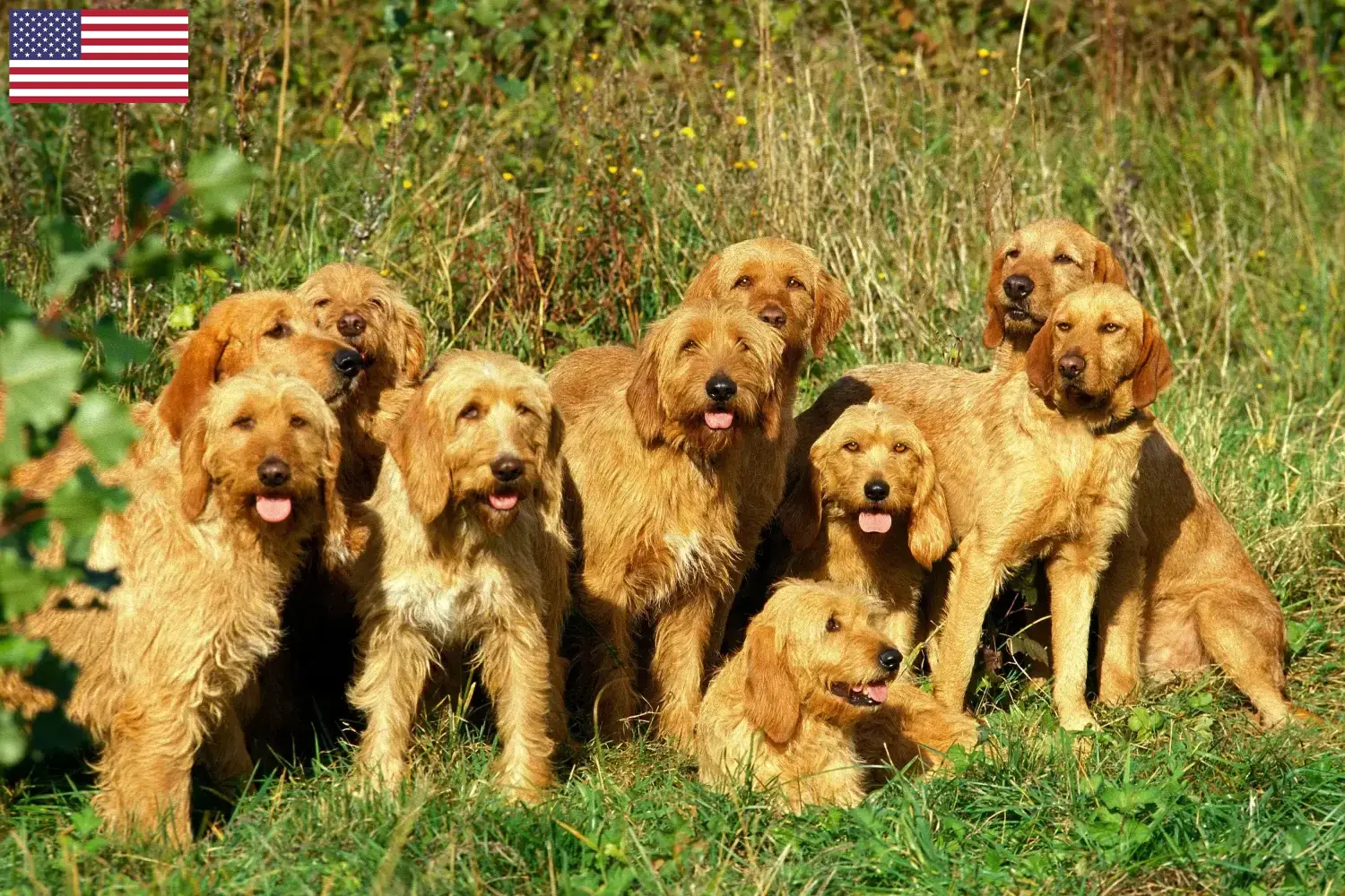 Griffon Fauve de Bretagne hvalpe og opdrættere USA Find Griffon Fauve de Bretagnes-opdrættere i USA her.