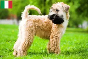 Read more about the article Irske Soft Coated Wheaten Terrier opdrættere og hvalpe i Italien