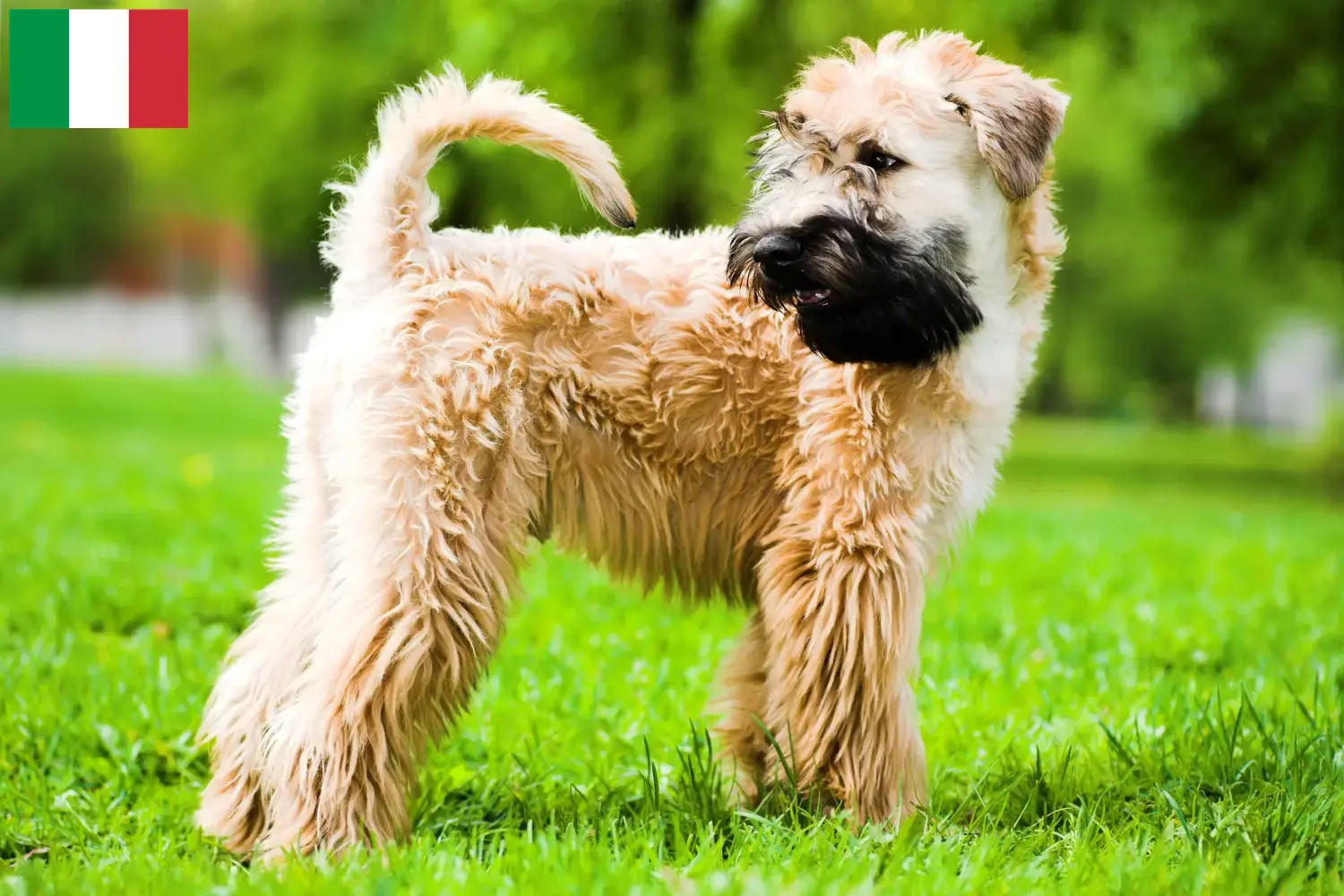 Read more about the article Irske Soft Coated Wheaten Terrier opdrættere og hvalpe i Italien