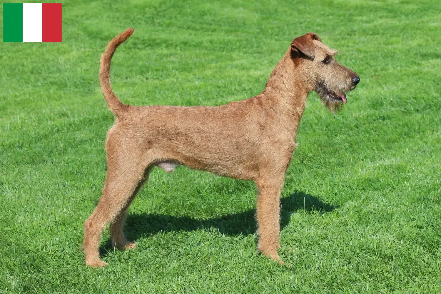 Irsk terrier hvalpe og opdrættere Italien Find opdrættere af irsk terrier i Italien her.