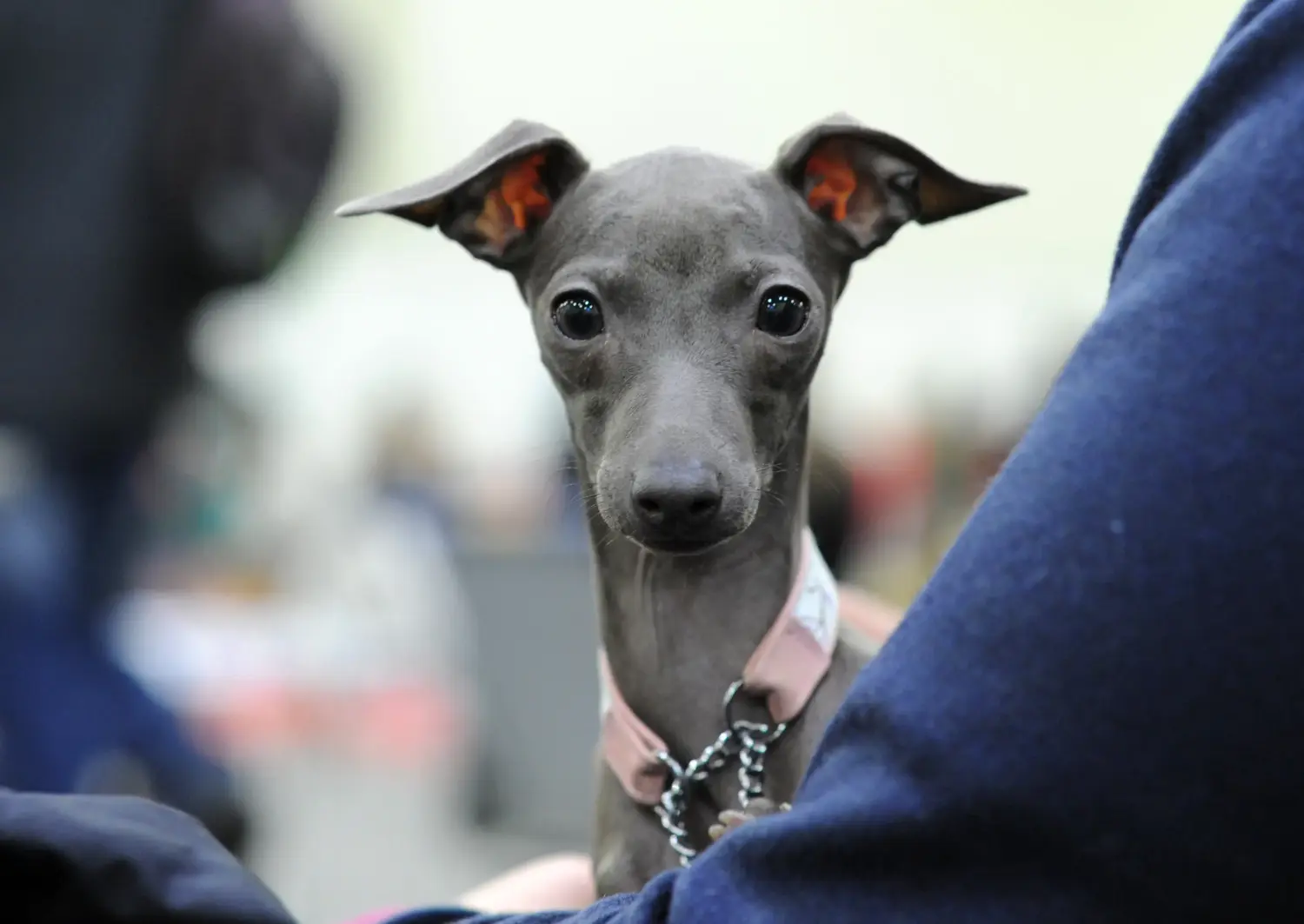 At købe en italiensk greyhound-hvalp betyder at tage ansvar! Køb italienske vindspilshvalpe.