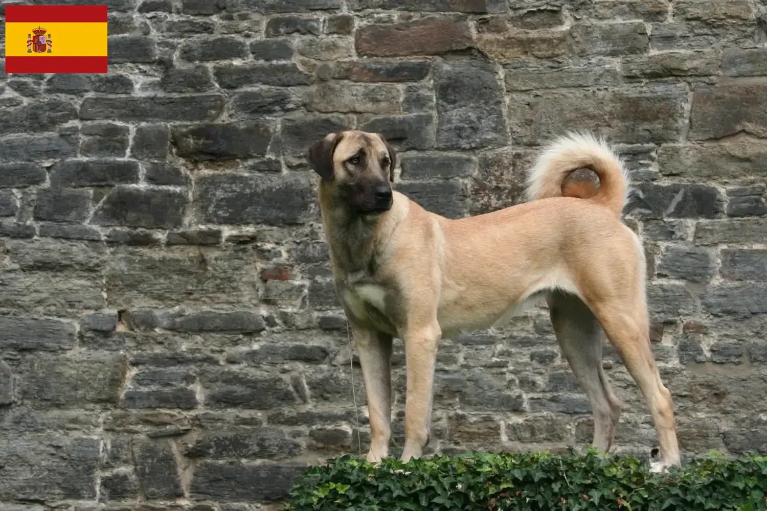 Read more about the article Kangal-opdrættere og hvalpe i Spanien