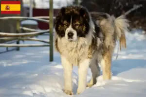 Read more about the article Opdrætter af kaukasisk hyrdehund og hvalpe i Spanien