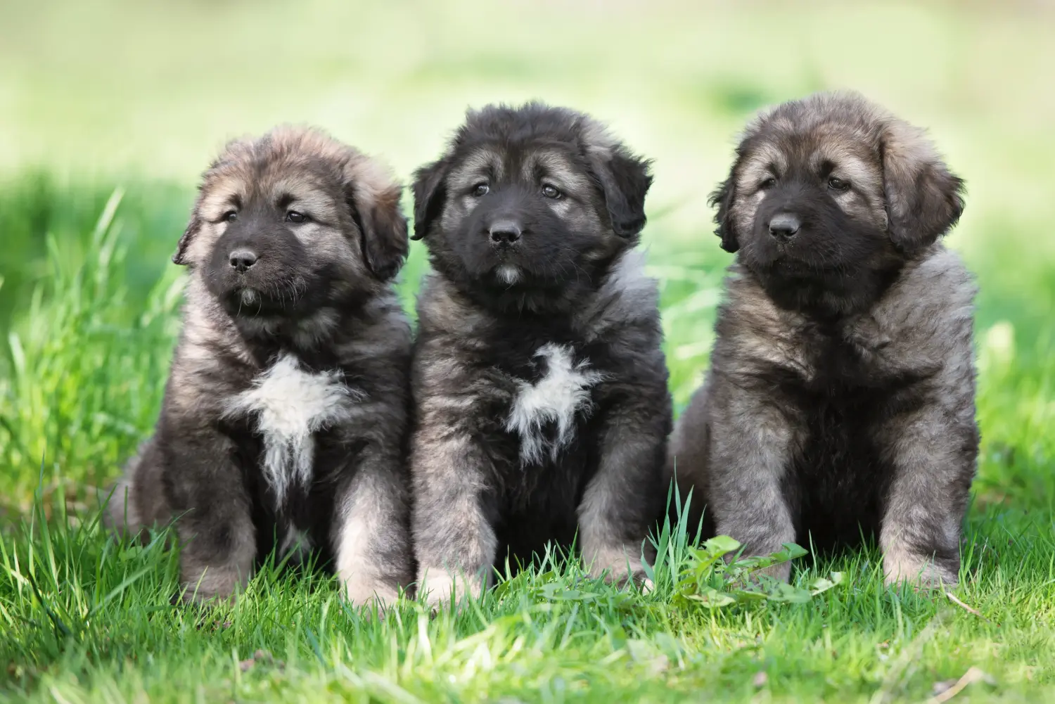 At købe en caucasian shepherd-hvalp betyder at tage ansvar! Køb hvalpe af kaukasisk schæferhund.