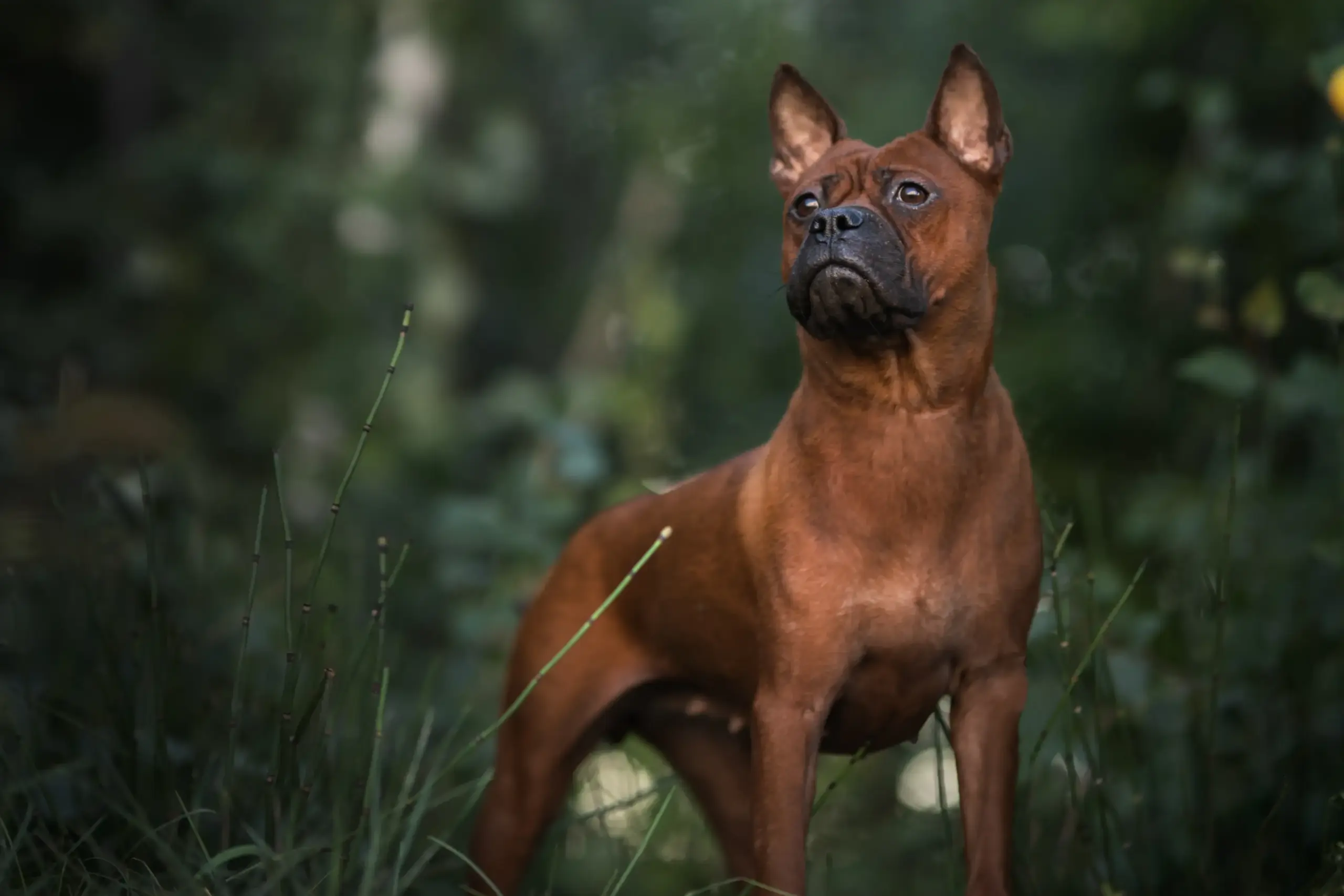 Read more about the article Kinesisk Chongqing-hundeopdrætter