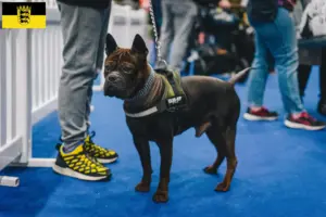 Read more about the article Kinesiske Chongqing hundeopdrættere og hvalpe i Bayern