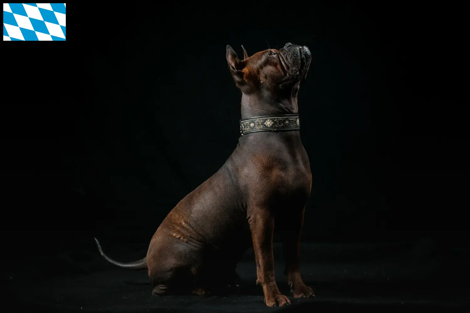 Kinesiske Chongqing hundehvalpe og opdrættere Bayern Find opdrættere af kinesiske Chongqing-hunde i Bayern her.